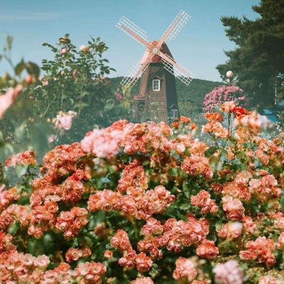 威尼斯欢乐娱人棋牌